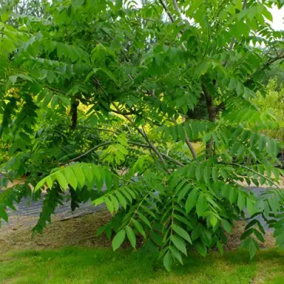 Орех МАНЬЧЖУРСКИЙ в Речице