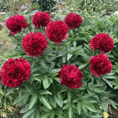 Пион ГАЛАКТИКА травянистый в Речице