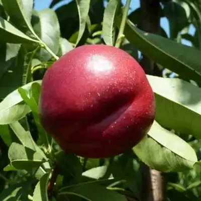 Нектарин БИГ-ТОП в Речице