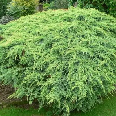 Можжевельник ХОЛГЕР чешуйчатый в Речице