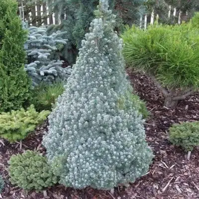 Ель САНДЕРС БЛЮ канадская в Речице