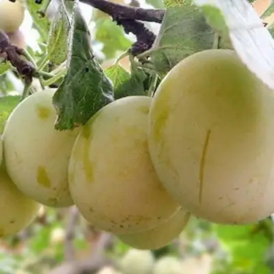 Слива УТРО в Речице