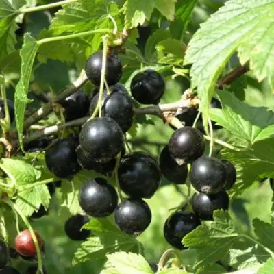 Смородина чёрная ПАМЯТЬ ВАВИЛОВА в Речице