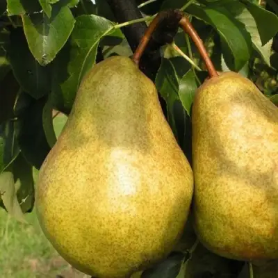 Груша СИЛЬВА в Речице