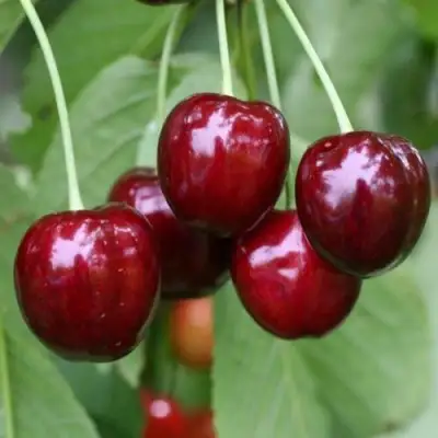 Черешня ВАЛЕРИЙ ЧКАЛОВ в Речице