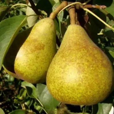 Груша ГЕНЕРАЛ ЛЕКЛЕРК в Речице