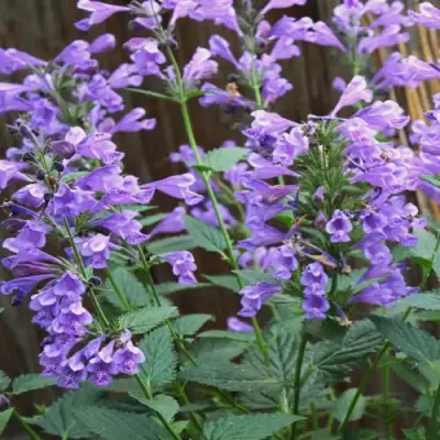 Котовник БЛЮ ДРИМС полусидячий в Речице