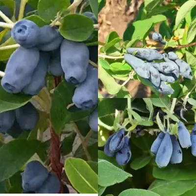 Комплект СЕВЕРНЫЕ ВИТАМИНЫ в Речице