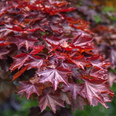 Клен КРИМСОН КИНГ остролистный в Речице