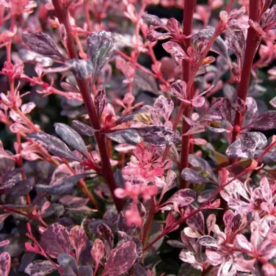 Барбарис АРЛЕКИН тунберга в Речице