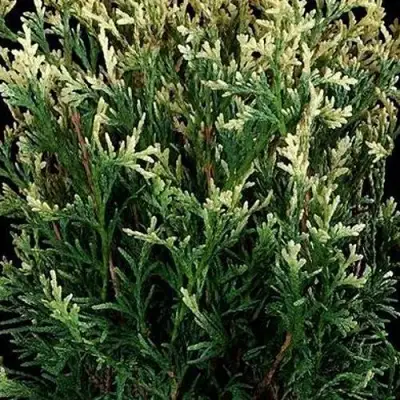 Туя ГОЛД ПЕРЛ западная в Речице