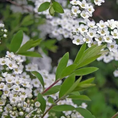 Спирея АРГУТА в Речице