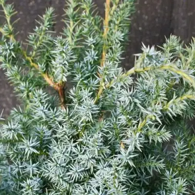 Можжевельник БЛЮ АЛЬПС китайский  в Речице