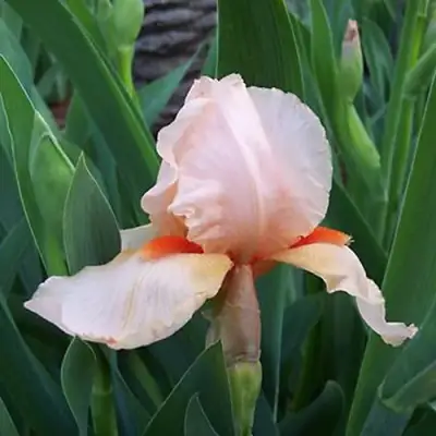 Ирис ПАТИ ДРЕСС бородатый в Речице