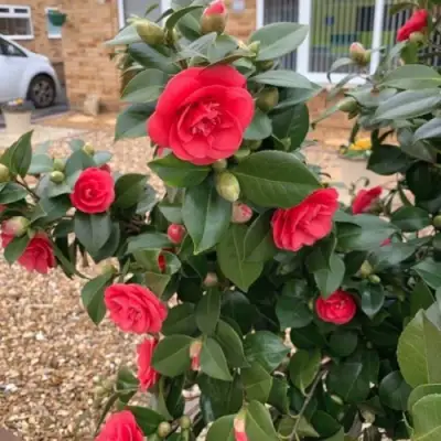 Камелия ЛЕДИ КЭМПБЕЛЛ в Речице