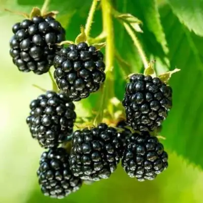 Ежевика КИТАНИНИ бесшипная  в Речице