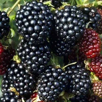 Ежевика ЭВЕРГРИН бесшипная  в Речице