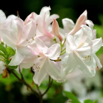 Азалия УАЙТ ЛАЙТС листопадная в Речице