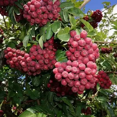 Рябина ТИТАН сладкоплодная  в Речице