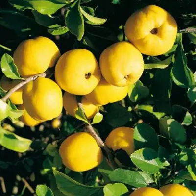 Айва ЦЕЗАРЬ в Речице