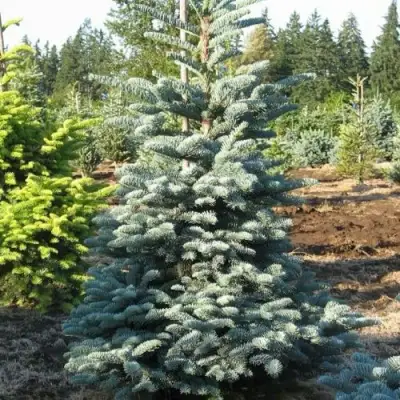 Пихта благородная в Речице