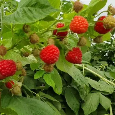 Малина КВЕЛЛИ в Речице