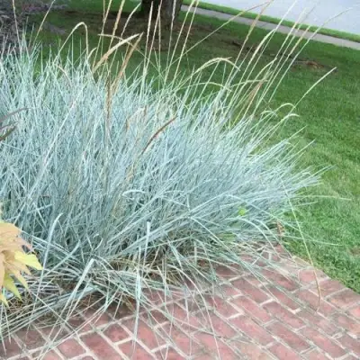 Элимус БЛЮ ДЮН песчаный в Речице