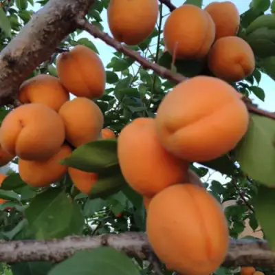 Абрикос ГОЛД РИЧ в Речице