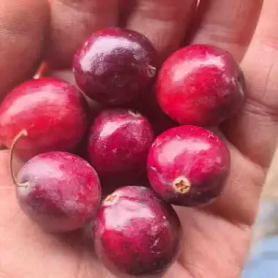 Клюква БАИН 6 в Речице