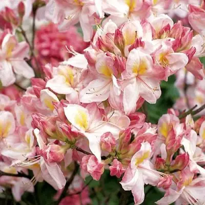 Азалия САТОМИ японская в Речице