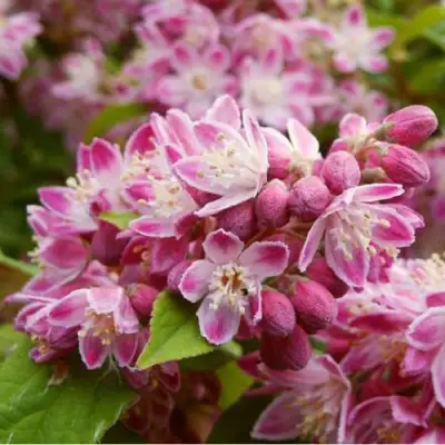 Дейция СТРОБЕРРИ ФИЛДС  в Речице