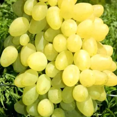 Виноград ЗАРНИЦА в Речице