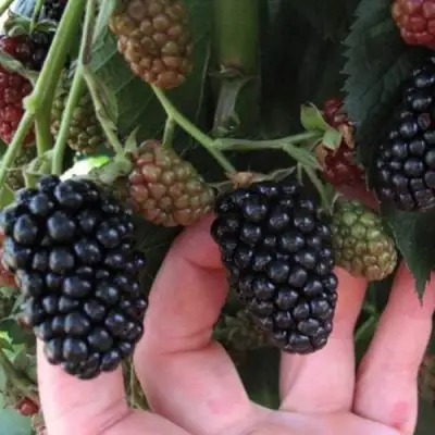 Ежевика НЕБЕСА МОГУТ ПОДОЖДАТЬ бесшипная  в Речице