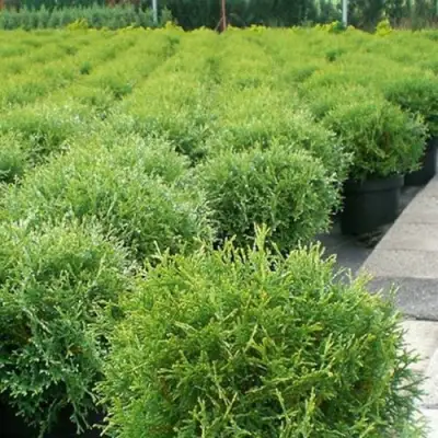 Туя ТИНИ ТИМ западная в Речице