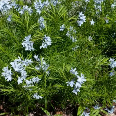 Амсония РЕСНИТЧАТАЯ в Речице