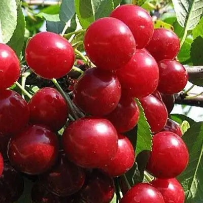 Вишня ГЛУБОКСКАЯ в Речице