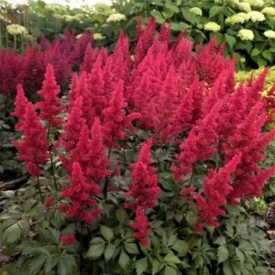 Астильба ФАНАЛ в Речице