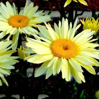 Нивяник БРОДВЕЙ ЛАЙТС великолепный в Речице