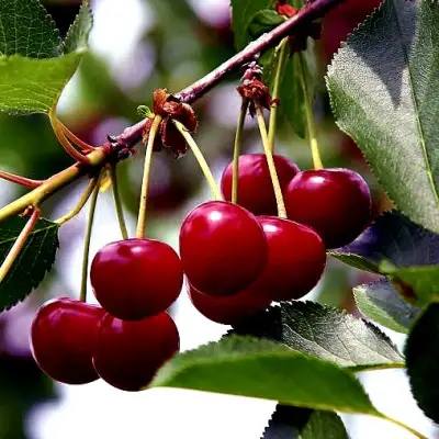 Вишня РИВАЛ в Речице