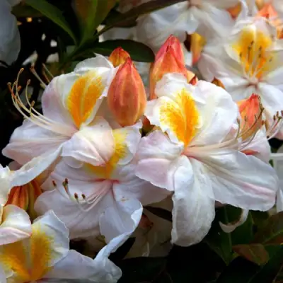 Азалия СИЛЬВЕР СЛИППЕР листопадная в Речице