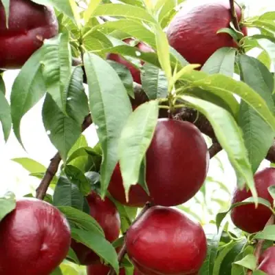 Нектарин ФАНТАЗИЯ в Речице