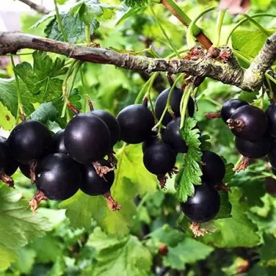 Йошта КРЫМСКАЯ в Речице