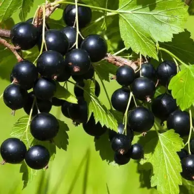 Смородина чёрная БЕЛОРУССКАЯ СЛАДКАЯ в Речице