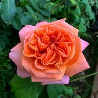 Роза РЕНЕ ГОССИНИ чайно-гибридная в Речице