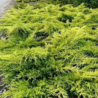 Можжевельник ОЛД ГОЛД средний в Речице