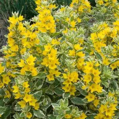 Вербейник АЛЕКСАНДР точечный в Речице