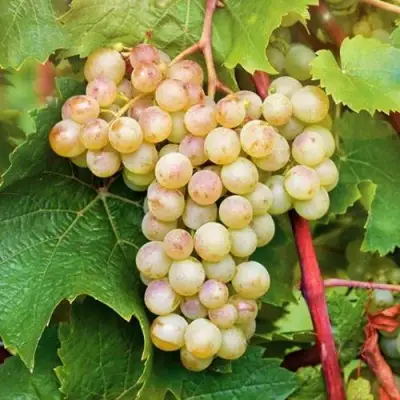 Виноград КРИСТАЛЛ в Речице