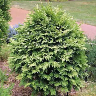 Туя ВАРЕАНА ЛЮТЕСЦЕНС западная в Речице