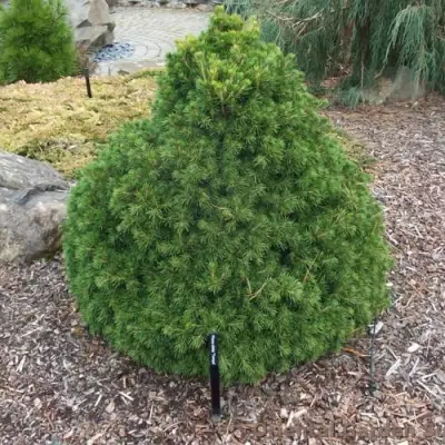 Ель ТОМПА обыкновенная в Речице