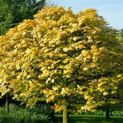 Клен ложноплатановый в Речице